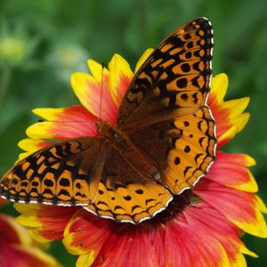 Preview wallpaper butterfly, flower, wings, close-up