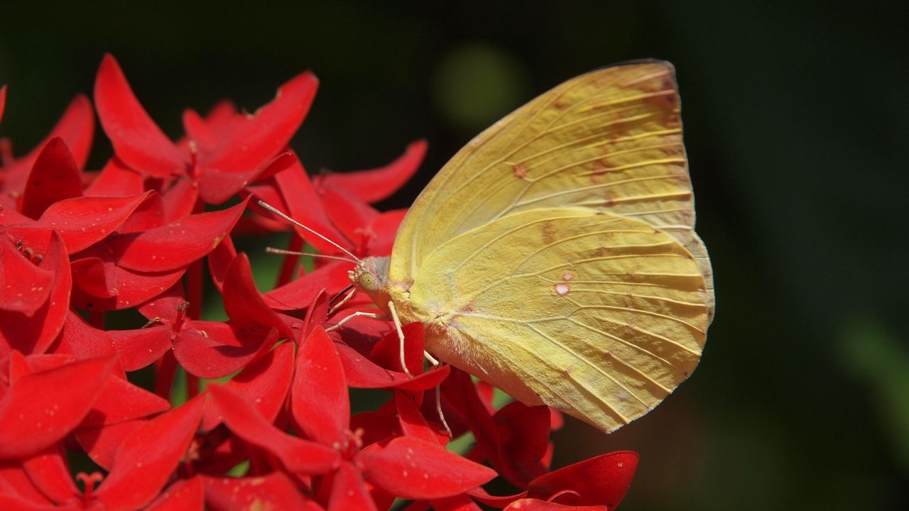 Wallpaper butterfly, flower, wings, close-up