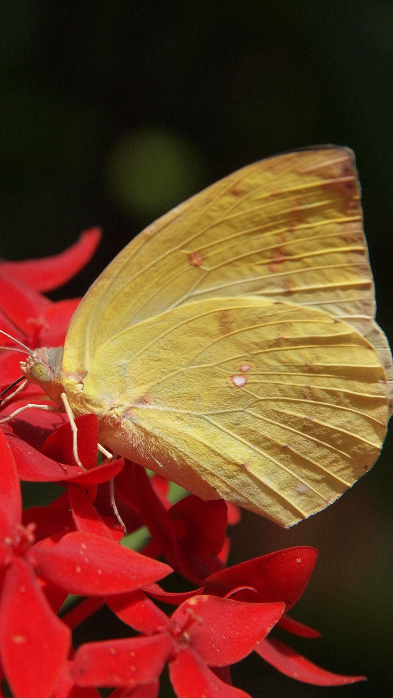 Download wallpaper 1350x2400 butterfly, flower, wings, close-up iphone