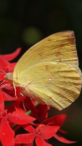 Preview wallpaper butterfly, flower, wings, close-up