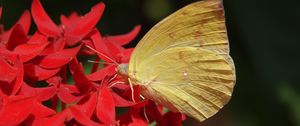 Preview wallpaper butterfly, flower, wings, close-up