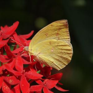 Preview wallpaper butterfly, flower, wings, close-up