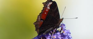 Preview wallpaper butterfly, flower, wings, close-up