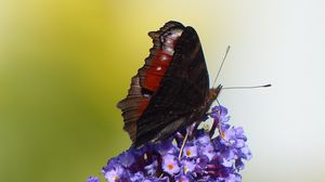 Preview wallpaper butterfly, flower, wings, close-up