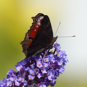 Preview wallpaper butterfly, flower, wings, close-up