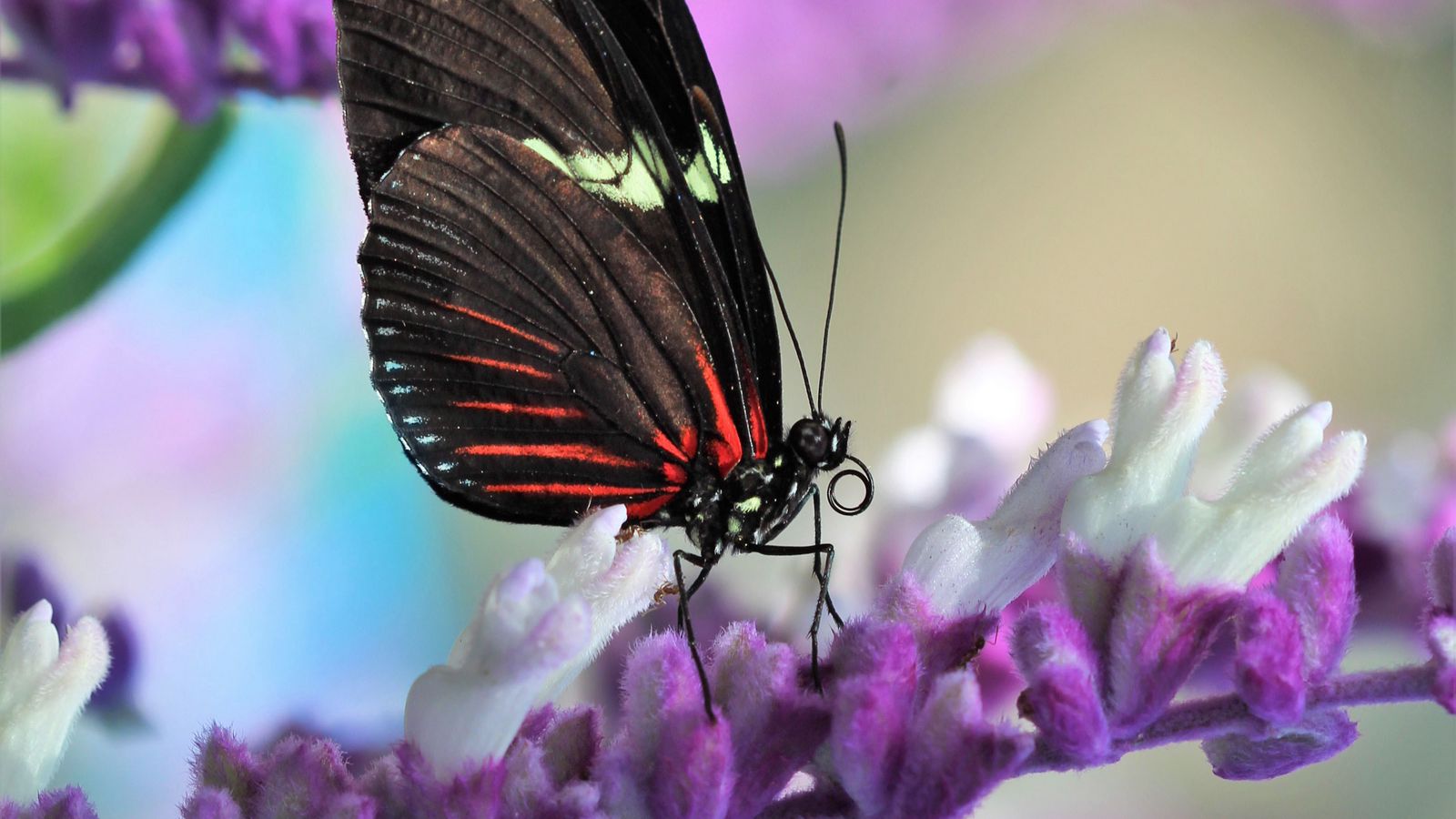 Download wallpaper 1600x900 butterfly, flower, wings, pattern, macro