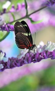 Preview wallpaper butterfly, flower, wings, pattern, macro