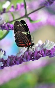 Preview wallpaper butterfly, flower, wings, pattern, macro