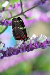 Preview wallpaper butterfly, flower, wings, pattern, macro