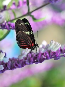 Preview wallpaper butterfly, flower, wings, pattern, macro