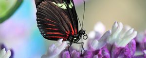 Preview wallpaper butterfly, flower, wings, pattern, macro