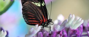 Preview wallpaper butterfly, flower, wings, pattern, macro