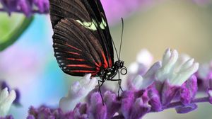 Preview wallpaper butterfly, flower, wings, pattern, macro