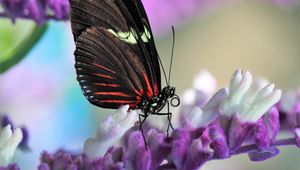 Preview wallpaper butterfly, flower, wings, pattern, macro