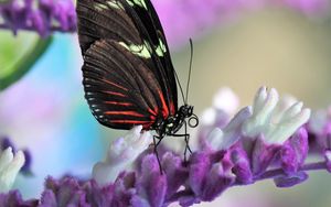 Preview wallpaper butterfly, flower, wings, pattern, macro