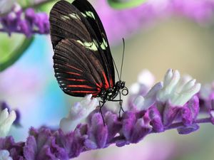 Preview wallpaper butterfly, flower, wings, pattern, macro