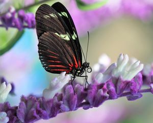 Preview wallpaper butterfly, flower, wings, pattern, macro