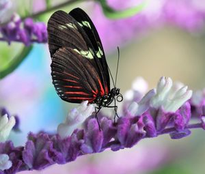 Preview wallpaper butterfly, flower, wings, pattern, macro