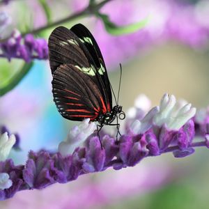 Preview wallpaper butterfly, flower, wings, pattern, macro
