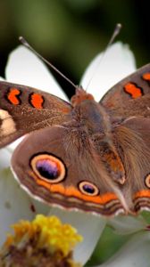 Preview wallpaper butterfly, flower, wings, flap, patterns