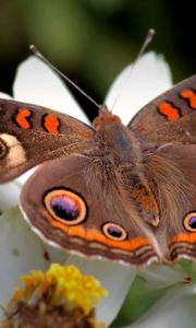 Preview wallpaper butterfly, flower, wings, flap, patterns