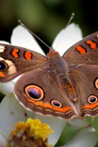 Preview wallpaper butterfly, flower, wings, flap, patterns