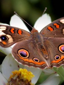 Preview wallpaper butterfly, flower, wings, flap, patterns