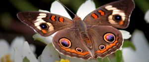 Preview wallpaper butterfly, flower, wings, flap, patterns