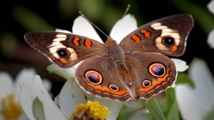 Preview wallpaper butterfly, flower, wings, flap, patterns