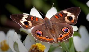 Preview wallpaper butterfly, flower, wings, flap, patterns