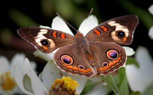 Preview wallpaper butterfly, flower, wings, flap, patterns