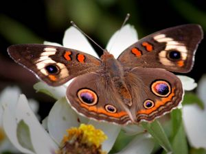 Preview wallpaper butterfly, flower, wings, flap, patterns