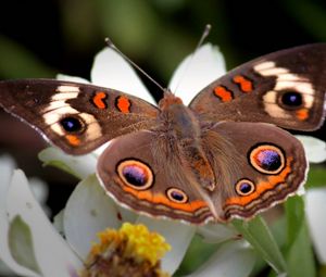 Preview wallpaper butterfly, flower, wings, flap, patterns