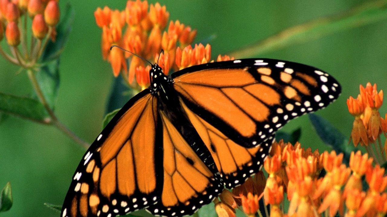 Wallpaper butterfly, flower, wings, patterns