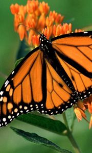 Preview wallpaper butterfly, flower, wings, patterns