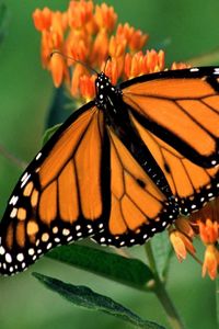 Preview wallpaper butterfly, flower, wings, patterns