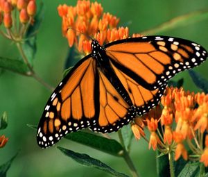 Preview wallpaper butterfly, flower, wings, patterns