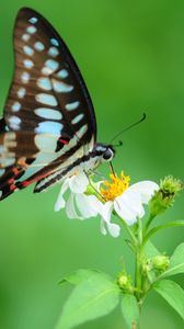 Preview wallpaper butterfly, flower, wings, pattern