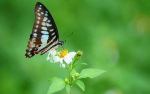 Preview wallpaper butterfly, flower, wings, pattern