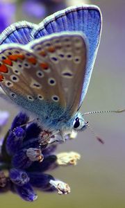 Preview wallpaper butterfly, flower, wings, patterns