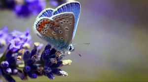Preview wallpaper butterfly, flower, wings, patterns