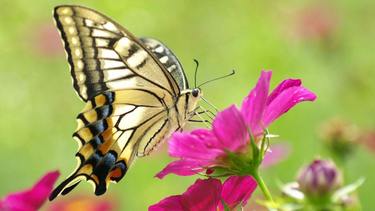 Wallpaper butterfly, flower, wings, pattern hd, picture, image