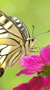 Preview wallpaper butterfly, flower, wings, pattern