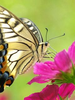 Download wallpaper 240x320 butterfly, flower, wings, pattern old mobile ...