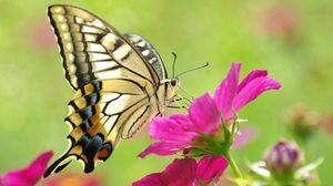 Preview wallpaper butterfly, flower, wings, pattern