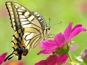 Preview wallpaper butterfly, flower, wings, pattern