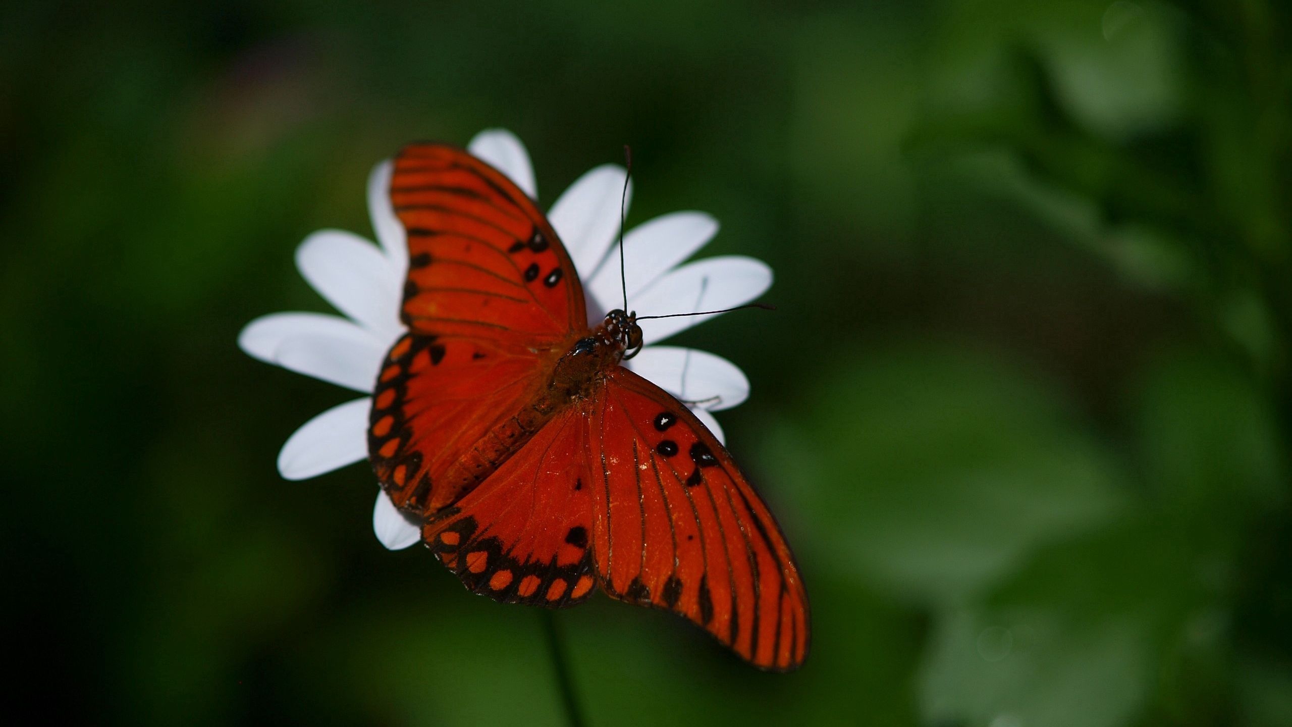 Download wallpaper 2560x1440 butterfly, flower, wings widescreen 16:9