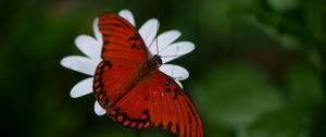 Preview wallpaper butterfly, flower, wings