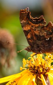 Preview wallpaper butterfly, flower, yellow, brown, macro