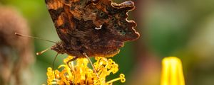 Preview wallpaper butterfly, flower, yellow, brown, macro